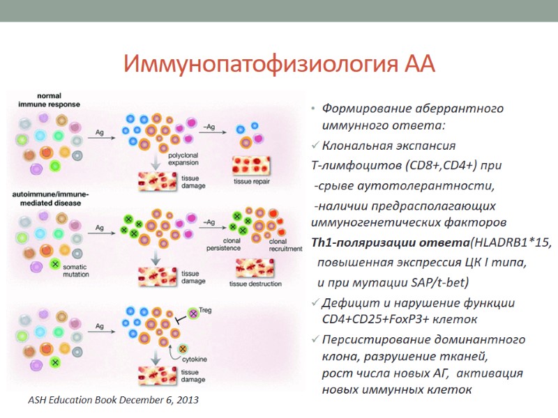 Иммунопатофизиология АА Формирование аберрантного иммунного ответа: Клональная экспансия  T-лимфоцитов (CD8+,CD4+) при  -срыве